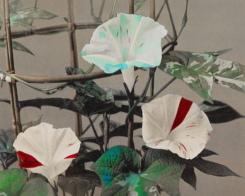 Morning Glory Black Ornate Wood Framed Art Print with Double Matting by Kazumasa, Ogawa