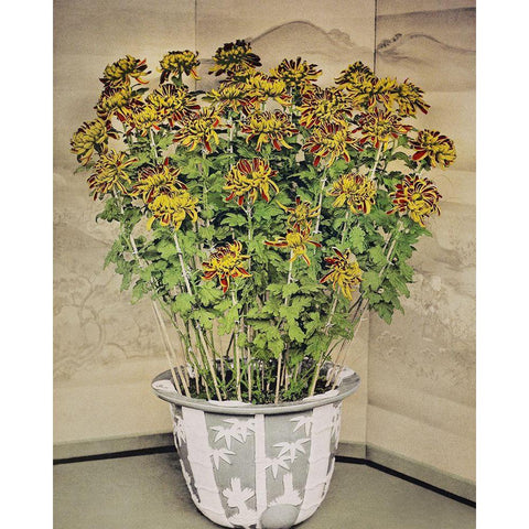 Chrysanthemum Black Modern Wood Framed Art Print with Double Matting by Kazumasa, Ogawa