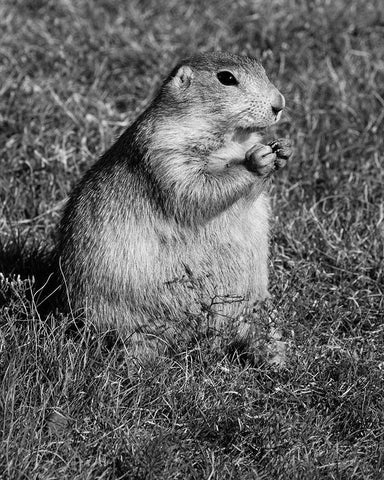 Prairie dog at Devils Tower National Monument-Wyoming Black Ornate Wood Framed Art Print with Double Matting by Highsmith, Carol