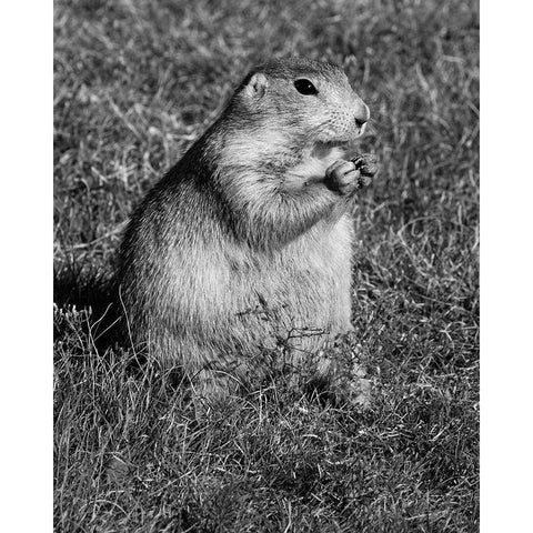 Prairie dog at Devils Tower National Monument-Wyoming White Modern Wood Framed Art Print by Highsmith, Carol