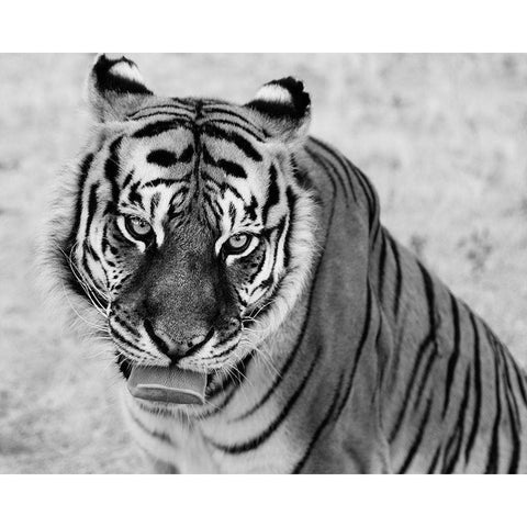 Tiger at the Wild Animal Sanctuary-Keenesburg-Colorado Black Modern Wood Framed Art Print with Double Matting by Highsmith, Carol