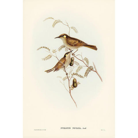 Yellow-spotted Honey-eater-Ptilotis notata Gold Ornate Wood Framed Art Print with Double Matting by Gould, John