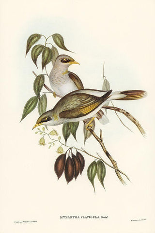 Yellow-throated Miner-Myzantha flavigula Black Ornate Wood Framed Art Print with Double Matting by Gould, John