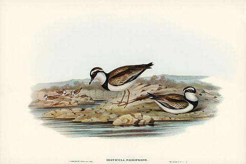 Black-fronted Dottrel-Hiaticula nigrifrons White Modern Wood Framed Art Print with Double Matting by Gould, John