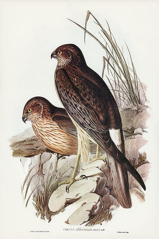 Allied Harrier-Circus assimilis White Modern Wood Framed Art Print with Double Matting by Gould, John