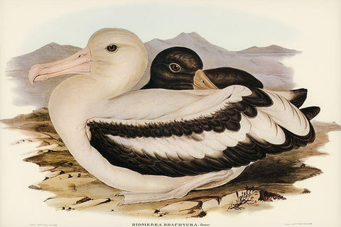 Short-tailed Albatros-Diomedea brachyura White Modern Wood Framed Art Print with Double Matting by Gould, John
