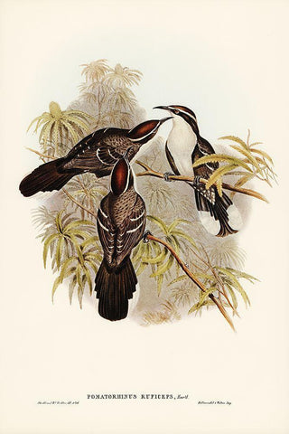 Chestnut-crowned Pomatorhinus-Pomatorhinus ruficeps White Modern Wood Framed Art Print with Double Matting by Gould, John