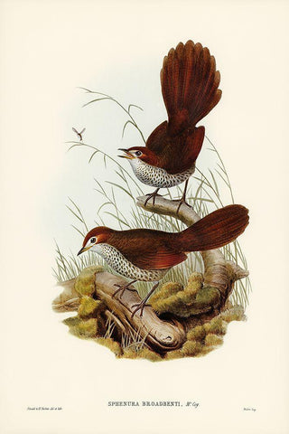 Rufous-headed Bristle-Bird-Sphenura Broadbenti White Modern Wood Framed Art Print with Double Matting by Gould, John