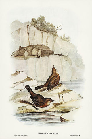 Rock Warbler-Origma rubricata White Modern Wood Framed Art Print with Double Matting by Gould, John