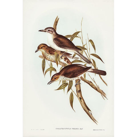 Selby’s Colluricincla-Colluricincla Selbii Gold Ornate Wood Framed Art Print with Double Matting by Gould, John