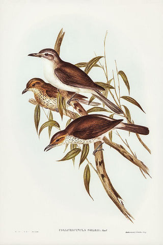 Selby’s Colluricincla-Colluricincla Selbii White Modern Wood Framed Art Print with Double Matting by Gould, John