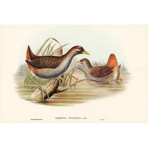Rufous-vented Gallinule-Gallinula ruficrissa Gold Ornate Wood Framed Art Print with Double Matting by Gould, John