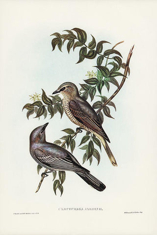 Jardine’s cuckooshrike-Campephaga Jardinii Black Ornate Wood Framed Art Print with Double Matting by Gould, John