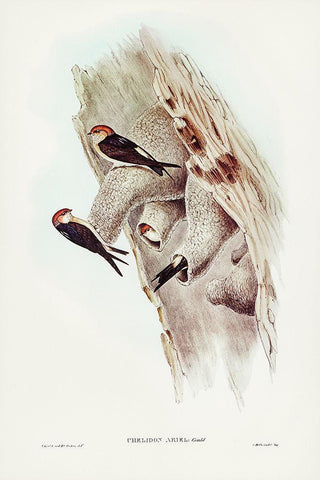 Fairy Martin-Collocalia Ariel Black Ornate Wood Framed Art Print with Double Matting by Gould, John