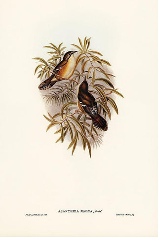 Great Acanthiza-Acanthiza magna White Modern Wood Framed Art Print with Double Matting by Gould, John