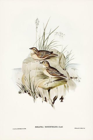 Horsfield’s Mirafra-Mirafra Horsfieldii Black Ornate Wood Framed Art Print with Double Matting by Gould, John