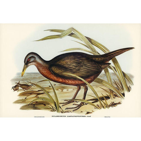 Chestnut-bellied Rail-Eulabeornis castaneoventris White Modern Wood Framed Art Print by Gould, John