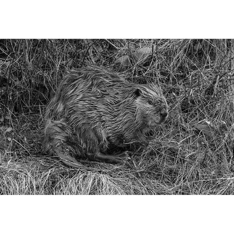 Beaver at Soda Butte Creek, Yellowstone National Park Black Modern Wood Framed Art Print with Double Matting by Frank, Jacob W.