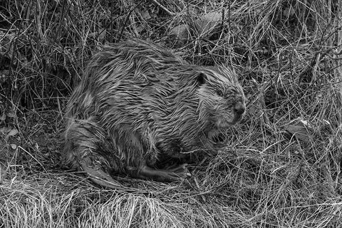 Beaver at Soda Butte Creek, Yellowstone National Park Black Ornate Wood Framed Art Print with Double Matting by Frank, Jacob W.