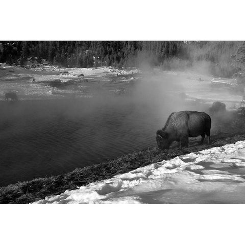Bison at Terrace Spring, Yellowstone National Park White Modern Wood Framed Art Print by Peaco, Jim