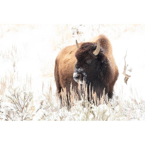 Bison feeding in the snow, Yellowstone National Park Black Modern Wood Framed Art Print with Double Matting by Frank, Jacob W.