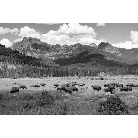 Bison grazing in Round Prairie, Yellowstone National Park Black Modern Wood Framed Art Print with Double Matting by Frank, Jacob W.