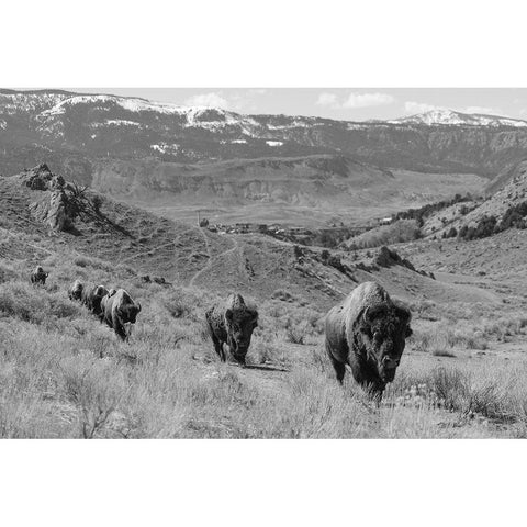 Bison at Gardiner Basin, Yellowstone National Park White Modern Wood Framed Art Print by The Yellowstone Collection