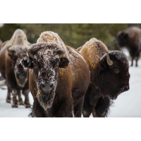 Bison, Norris Geyser Basin, Yellowstone National Park Gold Ornate Wood Framed Art Print with Double Matting by The Yellowstone Collection