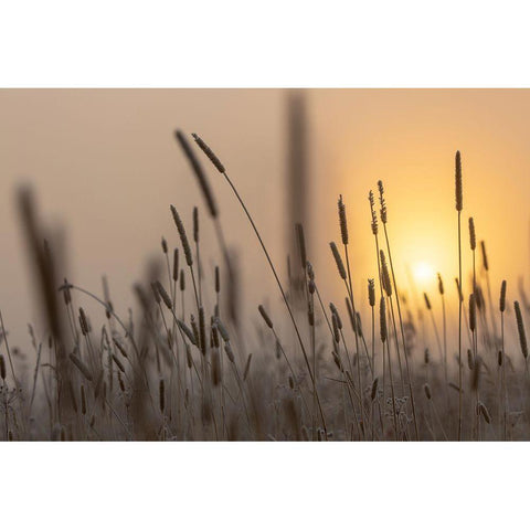 Backlit Grasses at Sunrise, Yellowstone National Park Black Modern Wood Framed Art Print with Double Matting by The Yellowstone Collection
