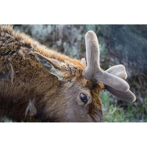 Bull Elk with Velvet on Antlers, Yellowstone National Park Gold Ornate Wood Framed Art Print with Double Matting by Herbert, Neal