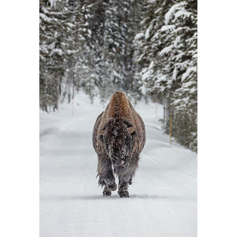 Frosty Bull Bison near Fishing Bridge, Yellowstone National Park Gold Ornate Wood Framed Art Print with Double Matting by The Yellowstone Collection