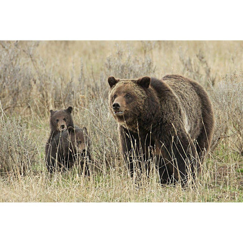 Grizzly Sow and Cubs near Fishing Bridge, Yellowstone National Park Black Modern Wood Framed Art Print with Double Matting by Peaco, Jim