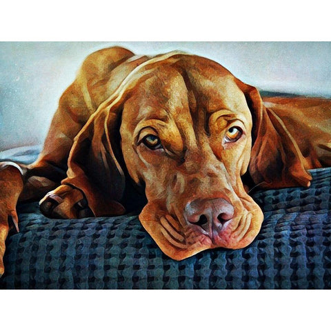 Hungarian Vizsla Time for Bed White Modern Wood Framed Art Print by Aldridge, Ashley