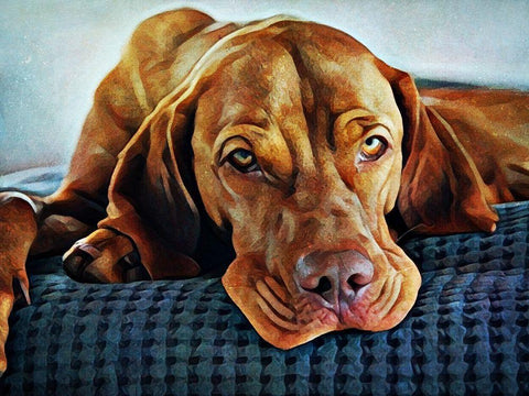 Hungarian Vizsla Time for Bed Black Ornate Wood Framed Art Print with Double Matting by Aldridge, Ashley