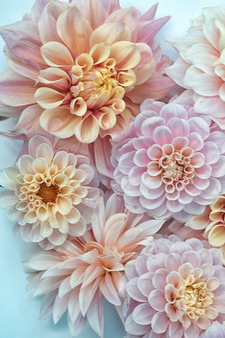 Dahlia Tapestry III White Modern Wood Framed Art Print with Double Matting by Stalus, Judy