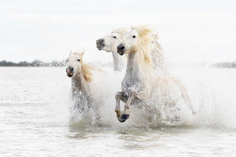 Horses hight key White Modern Wood Framed Art Print with Double Matting by De Simone, Ciro