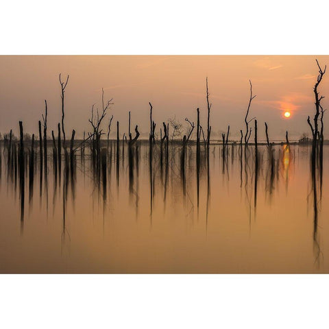 drowned forest Black Modern Wood Framed Art Print with Double Matting by Haaksma, Piet