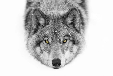Yellow eyes Timber Wolf Black Ornate Wood Framed Art Print with Double Matting by Cumming, Jim