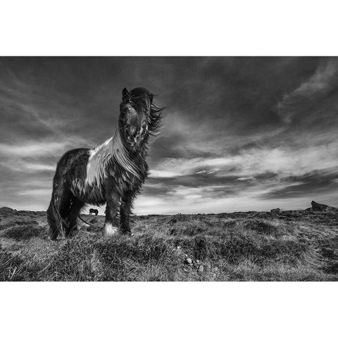 Two of a kind White Modern Wood Framed Art Print by Ingibergsson, Bragi