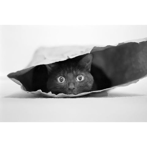 Cat in a bag Black Modern Wood Framed Art Print by Holthuysen, Jeremy