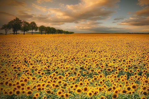 Sunflowers White Modern Wood Framed Art Print with Double Matting by Krol (Bax), Piotr