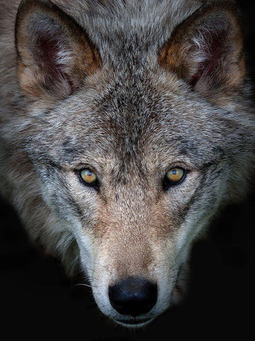All the better to see you, Timber Wolf Black Ornate Wood Framed Art Print with Double Matting by Cumming, Jim