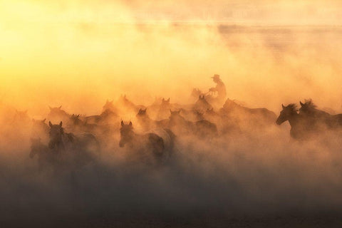 YAplkAp Horses White Modern Wood Framed Art Print with Double Matting by Sozen, Ozden