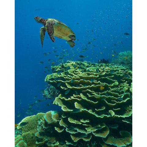 Green sea turtle-butterfly fish and shelf coral-Ningaloo Reef-Australia White Modern Wood Framed Art Print by Fitzharris, Tim