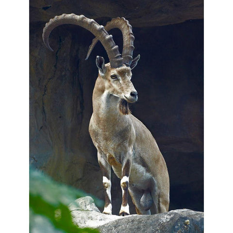 Nubian Ibex Male White Modern Wood Framed Art Print by Fitzharris, Tim
