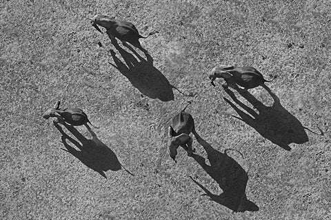 African elephants Black Ornate Wood Framed Art Print with Double Matting by Fitzharris, Tim