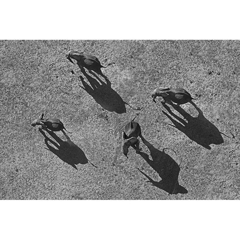 African elephants Black Modern Wood Framed Art Print with Double Matting by Fitzharris, Tim