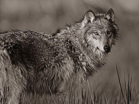 Gray wolf in marsh Sepia White Modern Wood Framed Art Print with Double Matting by Fitzharris, Tim