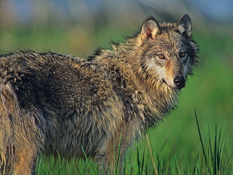 Gray wolf in marsh White Modern Wood Framed Art Print with Double Matting by Fitzharris, Tim
