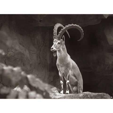 Nubian Ibex Sepia Black Modern Wood Framed Art Print with Double Matting by Fitzharris, Tim